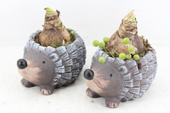 Arr4 Amaryllis Pl - Ker. Egel X4 22P 27cm
