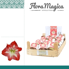 Arr4 Amaryllis Vh - 28/30bulb Gestreept Wooden Crate