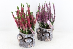 Arr4 Outdoor Pl - Boomstronk Egel Calluna 14P