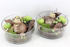 Arr4 Amaryllis Mb - Glas Cilinder Dik 19P 17cm