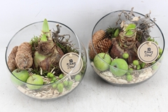 Arr4 Amaryllis Pl - Glas Bol Schuin X5 20P 22cm