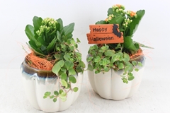 Arr2 Js - Ker. Pot Creme 13P 27cm 12bloei