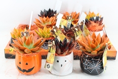 Arr2 Js - Ker Halloween Mix Ech. Oranje 10P 18cm 12bloei