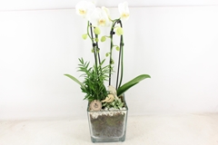 Arr2 Pl - Glas Pot 4kant Phal. Wit 968/2 17P 65H