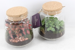 Arr3 Wr - Terrarium Mercurius M X3 16P 24cm