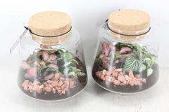 Arr3 Wr - Terrarium Mercurius Small 11P 20cm