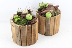 Arr4 Amaryllis Mb - Hout Latjes Pot 285/5 18P 29cm