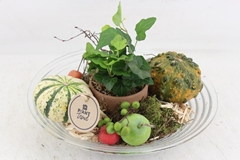 Arr2 Pl - Glas Schaal Sierfruit 27cm 28P 23cm