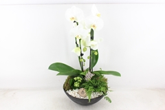 Arr2 Pl - Ebbischaal X2 Phal. Wit 29P 60H