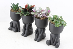 Arr3 Sn - Chillings Black X12 9P 25cm 99bloei