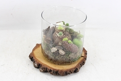 Arr4 Amaryllis Mb - Hout Schijf Glas Cilin. 285/5 23P 24cm