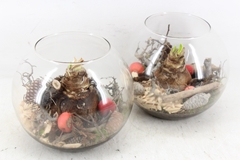 Arr4 Amaryllis Mb - Glas Bol L 285/5 Red 21P 24cm