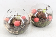 Arr4 Amaryllis Mb - Bolglas X6 Red 16P 20cm