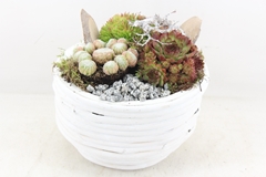 Arr4 Semp Mb - Hout Rond L White X2 22P 31cm