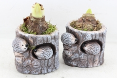 Arr4 Amaryllis Pl - Boomstronk Egel 15P 24cm