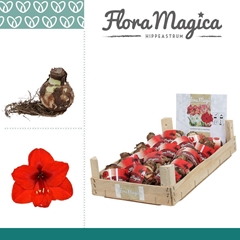 Arr4 Amaryllis Vh - 28/30bulb Rood Wooden Crate