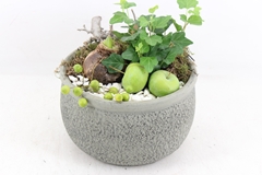 Arr4 Amaryllis Pl - Ker. Barok 250/2 21P 29cm