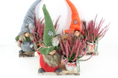 Arr4 Outdoor Mb - Gnome Op Plank Calluna 26P 46cm