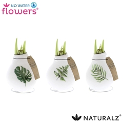 Arr4 Amaryllis Vh - Naturalz Botanic Mix
