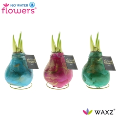Arr4 Amaryllis Vh - Univerz Saturnus