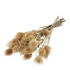 Droogbloem Cardistella 55cm X10