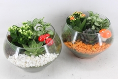 Arr2 Pl - Glas Olay L - Oranje/wit 20P 28cm
