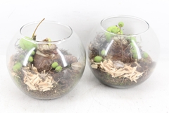 Arr4 Amaryllis Mb - Bolglas X6 16P 20cm