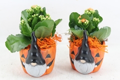 Arr2 Js - Ker. Pot Halloween Decor X8 11P 24cm 12bloei