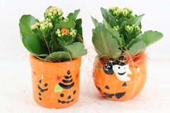 Arr2 Js - Ker. Potje Halloween Mix 999/8 10P 21cm 12bloei