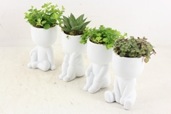 Arr3 Sn - Chillings White X12 8P 24cm 99bloei