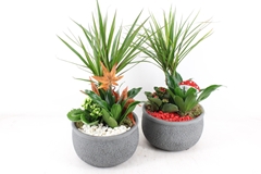 Arr2 Pl - Ker. Barok Green Dracena - Rood/wit 22P 54cm