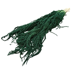 Droogbloem Amaranthus Hang 70cm X5