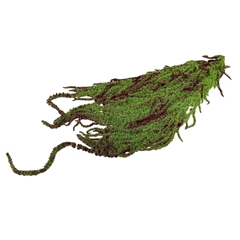 Droogbloem Amaranthus Hang 70cm X5