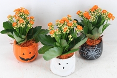 Arr2 Js - Ker. Halloween Mix Kalan. 9P 22cm 12bloei