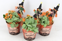 Arr2 Js - Zink Halloween Print 31P 36cm 12bloei