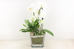 Arr2 Pl - Glas Pot 4kant Phal. Wit 968/2 18P 55H