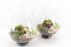 Arr4 Amaryllis Mb - Glas Coupe L 999/3 20P 33cm