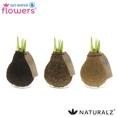 Arr4 Amaryllis Vh - Naturalz Corkz Mix