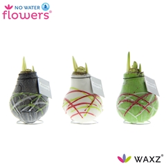 Arr4 Amaryllis Vh - Waxz Art Picasso