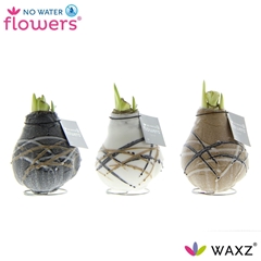 Arr4 Amaryllis Vh - Waxz Art Rembrandt