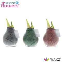 Arr4 Amaryllis Vh - Waxz Marble