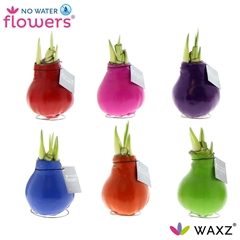 Arr4 Amaryllis Vh - Waxz Happy Mix