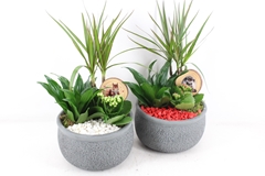 Arr2 Pl - Ker. Barok Green Dracena V2 - Rood/wit 21P 47cm