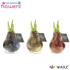 Arr4 Amaryllis Vh - Univerz Jupiter