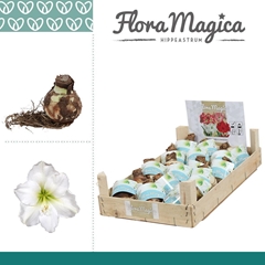 Arr4 Amaryllis Vh - 28/30bulb Wit Wooden Crate