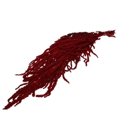 Droogbloem Amaranthus Hang 70cm X5