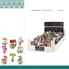 Arr4 Amaryllis Vh - Amaranth 28/30 Special Wooden Crate