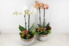 Arr2 Js - Ker. Stippel Bolpot Phal X2 20P 54H