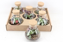 Arr3 Wr - Terrarium Erlenmeyer X5 10P 18cm