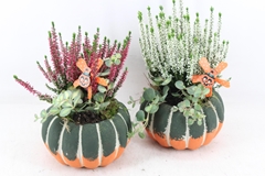 Arr4 Outdoor Js - Ker. Pompoen X4 32P 42cm 12bloei